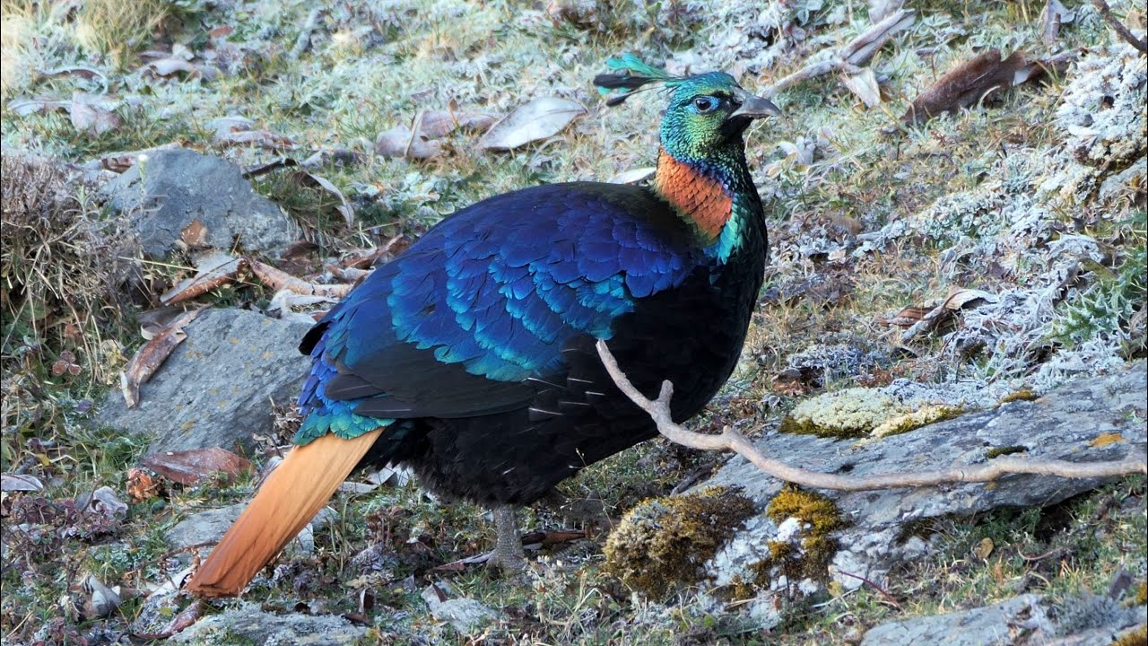 Himalayan Monal male & female