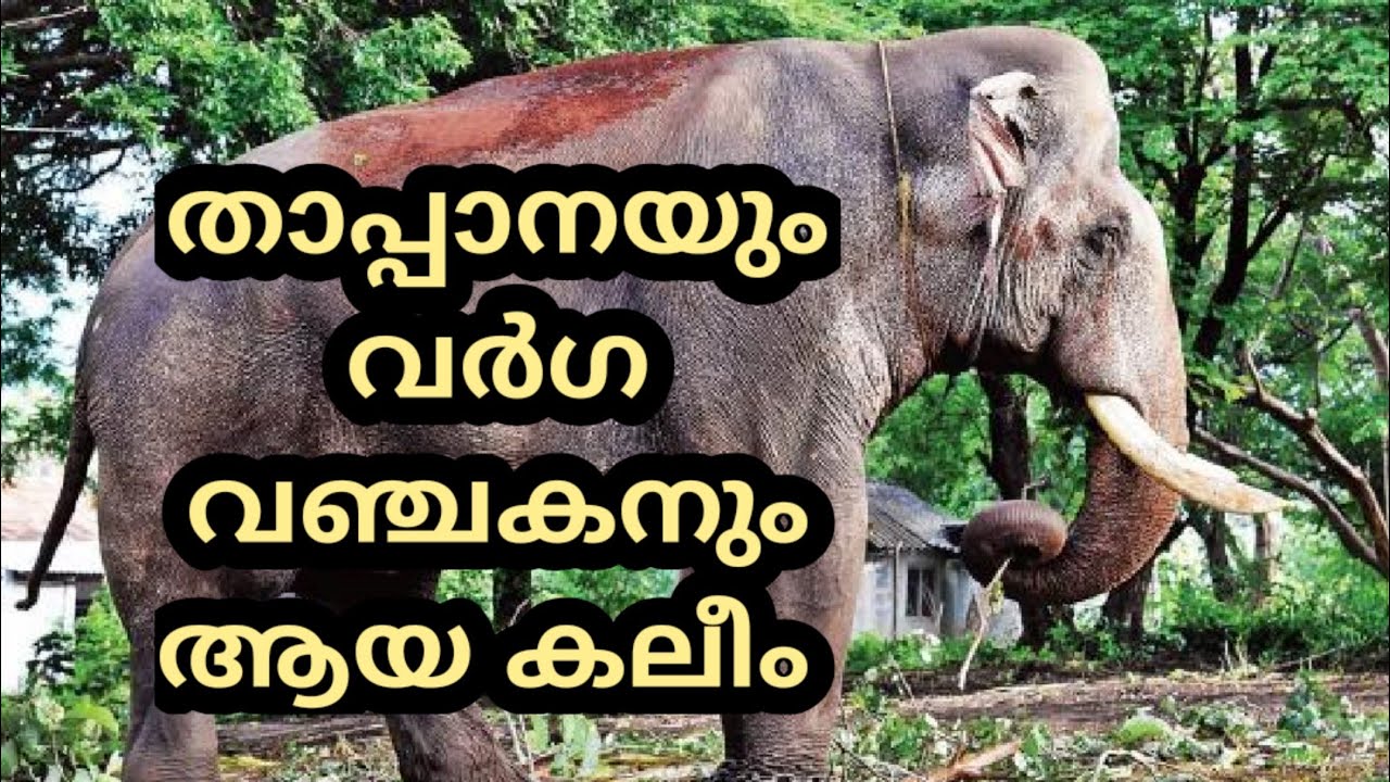 ആനമല കലീമിന്റെ കഥ, ANAMALA KALIM STORY, KERALA ELEPHANT STORY, KERALA ELEPHANT, AANAMALA KALIM