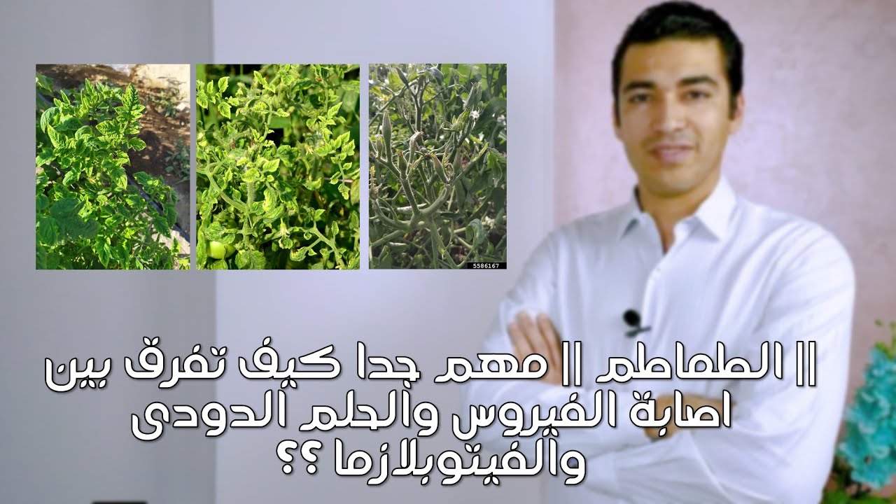 كيف تفرق بين اصابة الفيروس والحلم الدودى والفيتوبلازما بمحصول الطماطم ؟