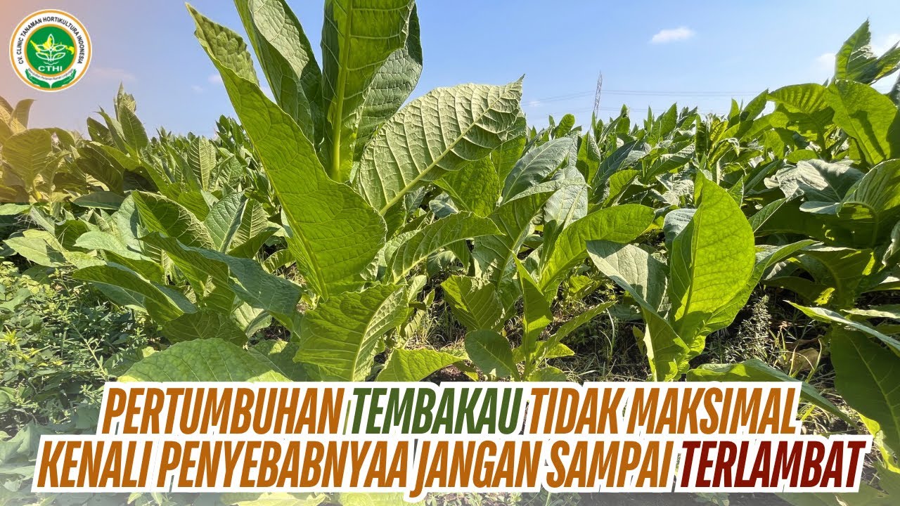 TEMBAKAU KERDIL DAN DAUN MENGUNING ?? KENALI PENYEBAB DAN CARA MENGATASINYA AGAR HASIL MAKSIMAL 