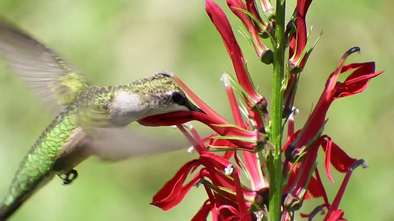 Ruby-Throated Hummingbird on a Cardinal flower -  Super Slow Motion