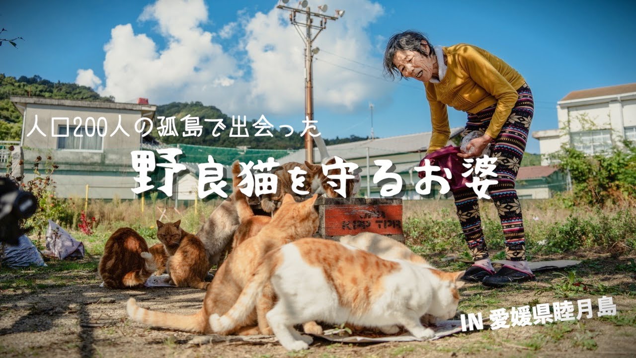 【感動】愛媛県睦月島で出会った、野良猫を守り続けるお婆