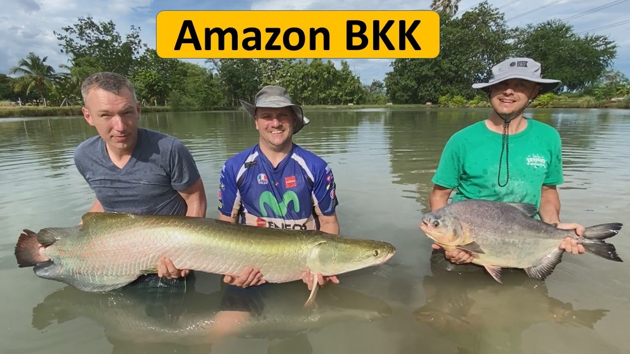Amazon BKK fishing Thailand Bangkok. Arapaima, Pacu, Alligator Gar Predator fishing with dead bait.