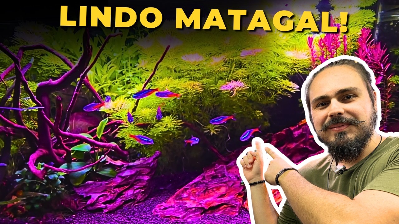 🔴O AQUÁRIO DA FRANÇA DO EDUARDO |Mr. Betta|