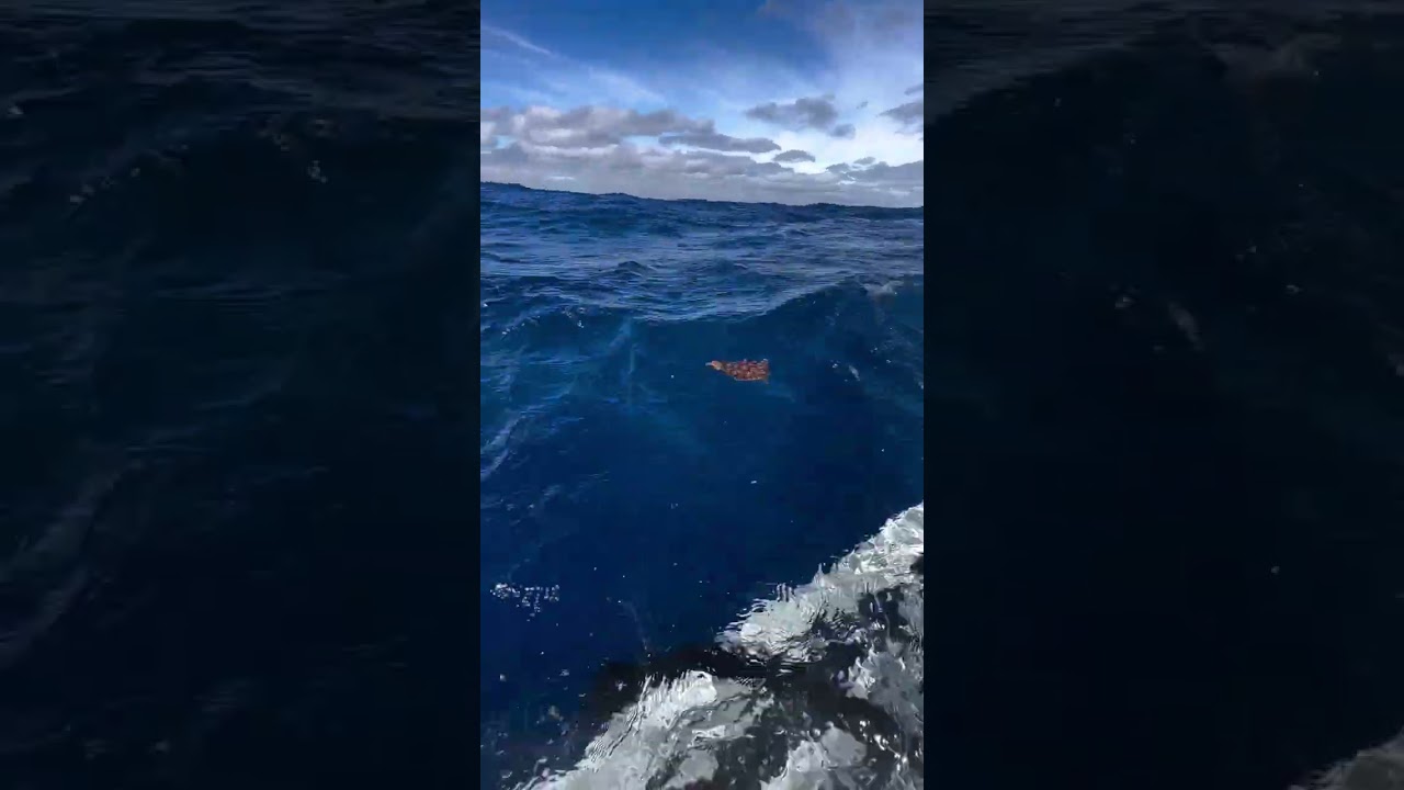 Swim free little one 🐢🌊❤️ #rescuerehabrelease #seaturtlerescue #connectandprotect #c #turtle
