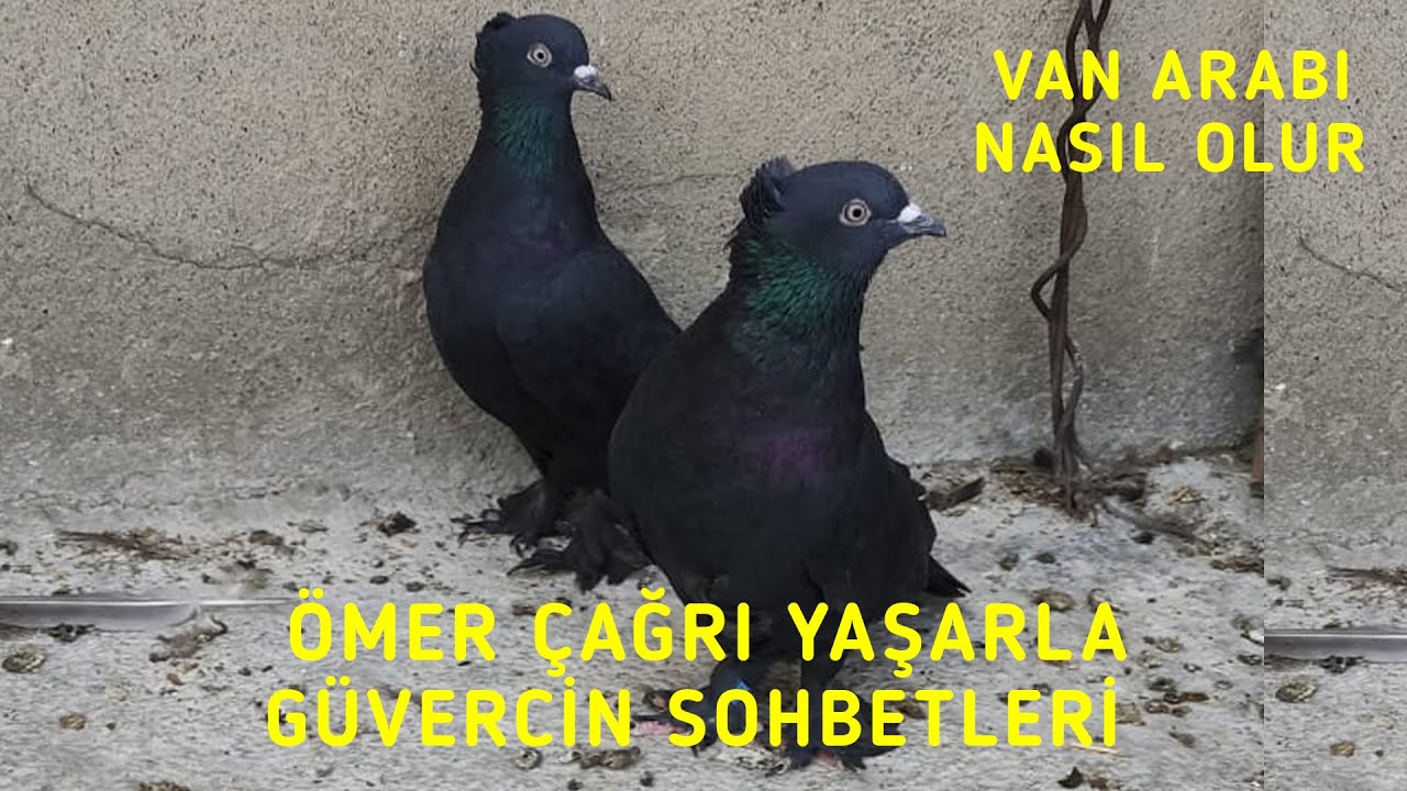 Y&uuml;ksek U&ccedil;um G&uuml;vercinleri /Van Arapları/ Van Kuşları