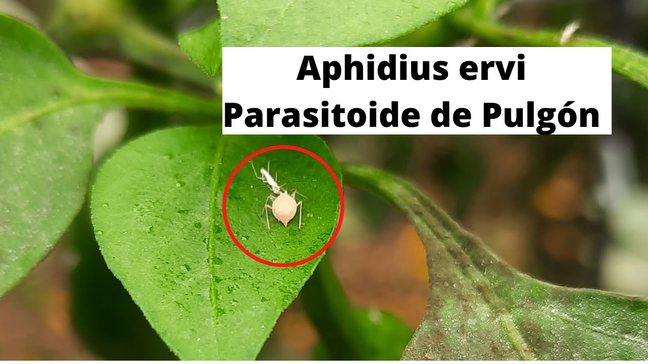 Aphidius Ervi Parasitoide de Pulg&oacute;n #Parasitoides #Pulg&oacute;n