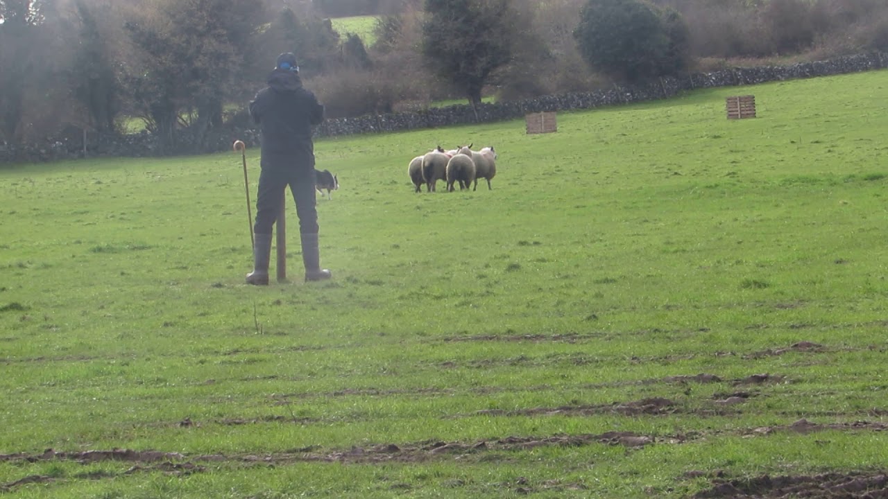 Martin o'malley and heather hill skip 2019 all ireland nursery sheepdog trial champion