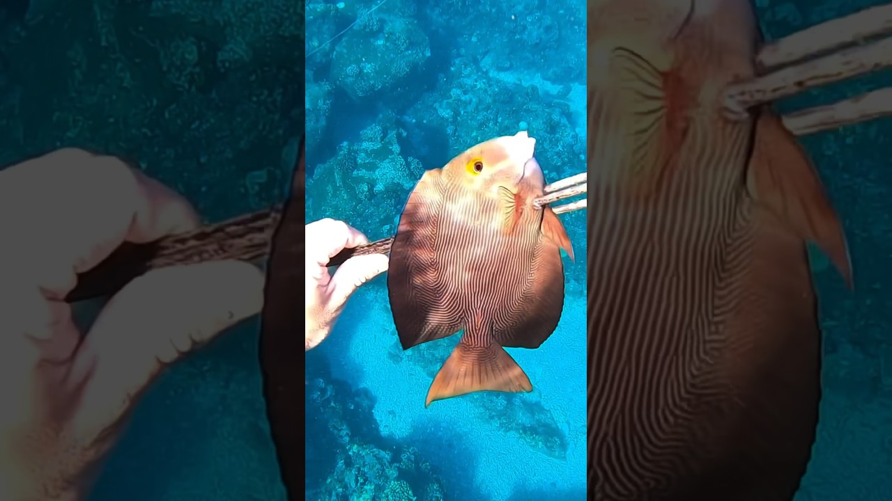 3 prong spear-diving for our next meal in Hawaii 🔥#spearfishing #diving #fishing