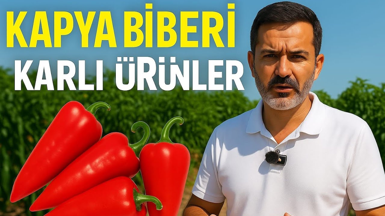 KAPYA BİBERİ