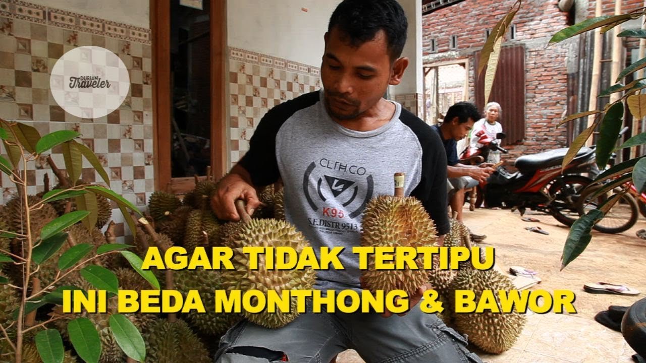 AGAR TIDAK TERTIPU INI BEDA MONTHONG & BAWOR