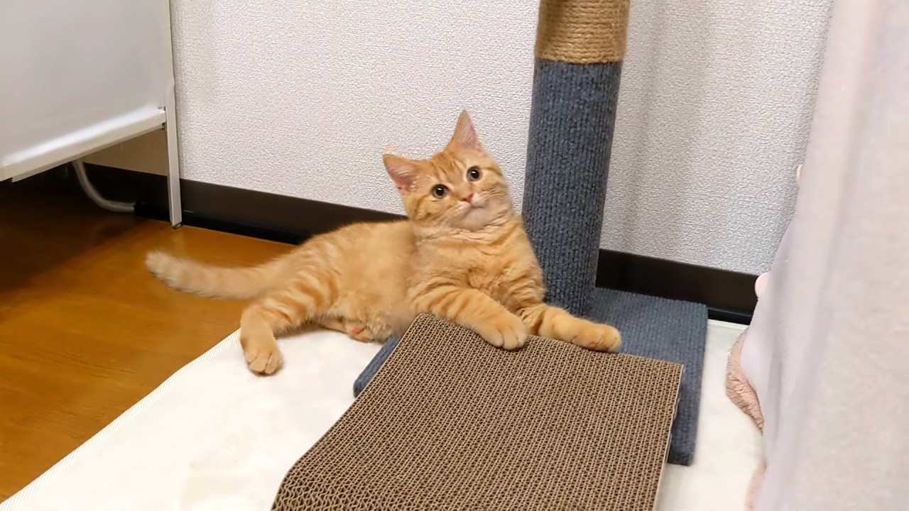 【やんちゃ期】なんでも遊ぶ暴れん坊猫