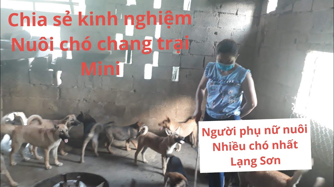 hướng dẫn chăm sóc chó làm trang trại chó  chia sẻ kinh nghiệm nuôi chó kiếm 100 triệu
