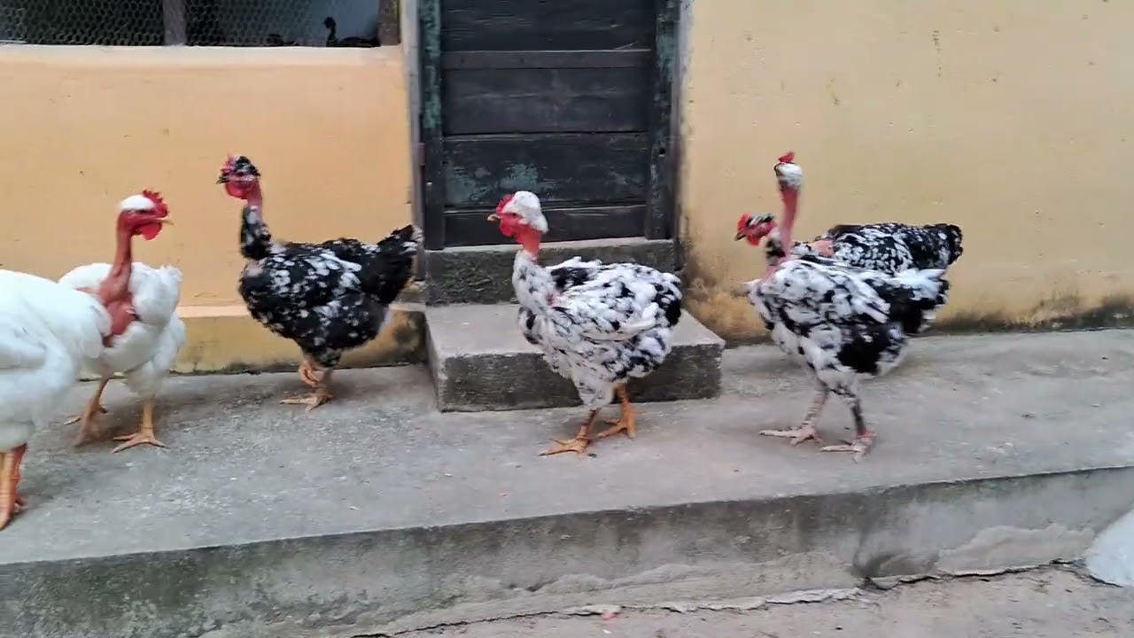Galinha Balão Pescoço Pelado - BAIA:07 ENCOMENDA DE OVOS, TRATAR NO ZAP 75.9.9822-9930 SÓ MENSAGEM