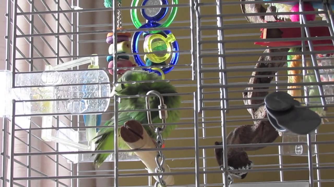 Trust Building & Clicker Training Day 1 With My Parrotlet