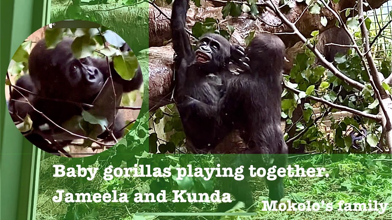 Mokolo’s family- Baby gorillas playing together. Jameela and Kunda.