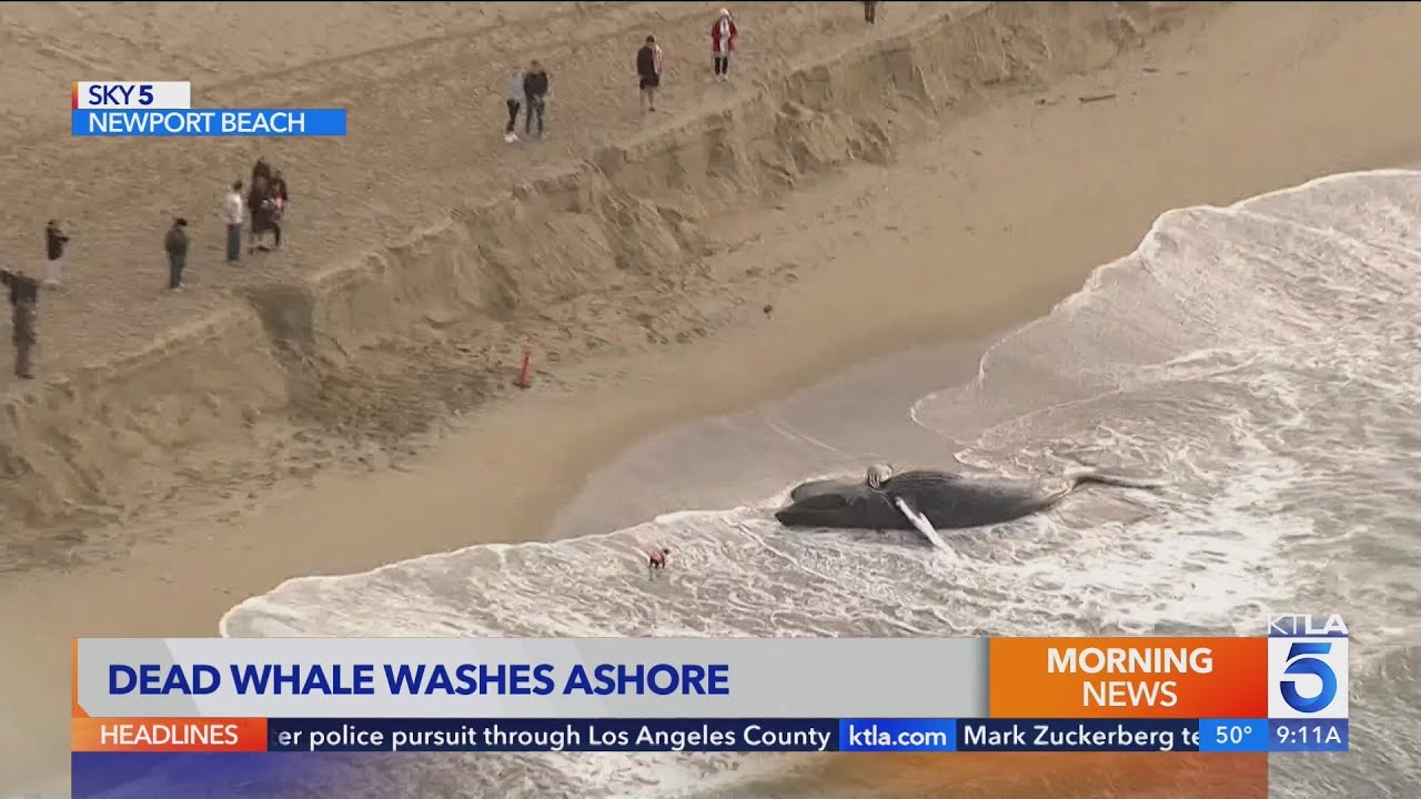 Dead whale washes ashore in Newport Beach