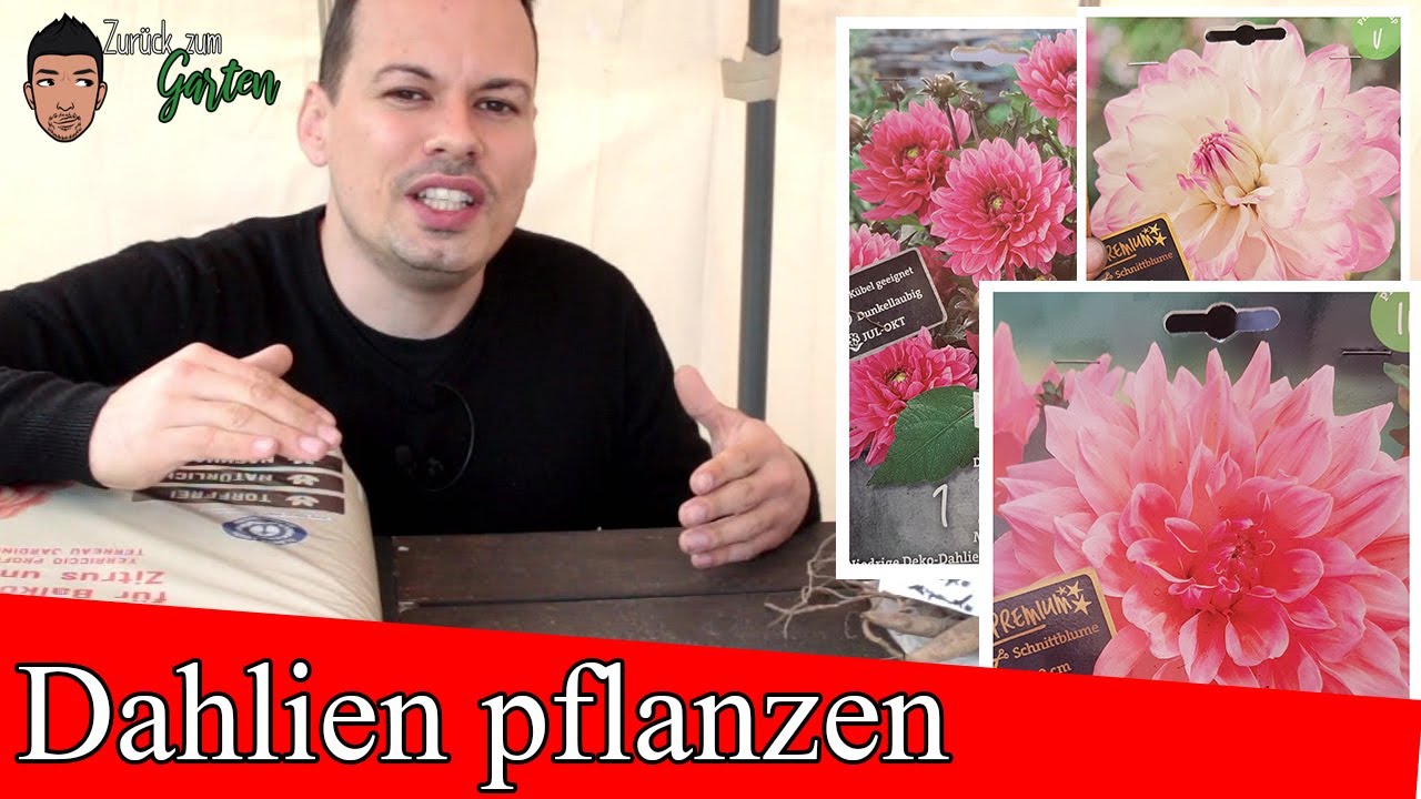 Dahlien -Tipps- vorziehen, pflegen und Düngen im Topf und Garten