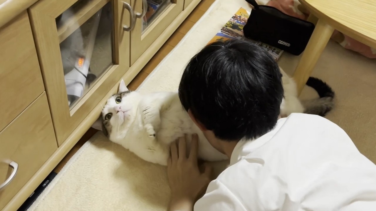 息子のことは好きやけど、しつこい時はお仕置きする猫