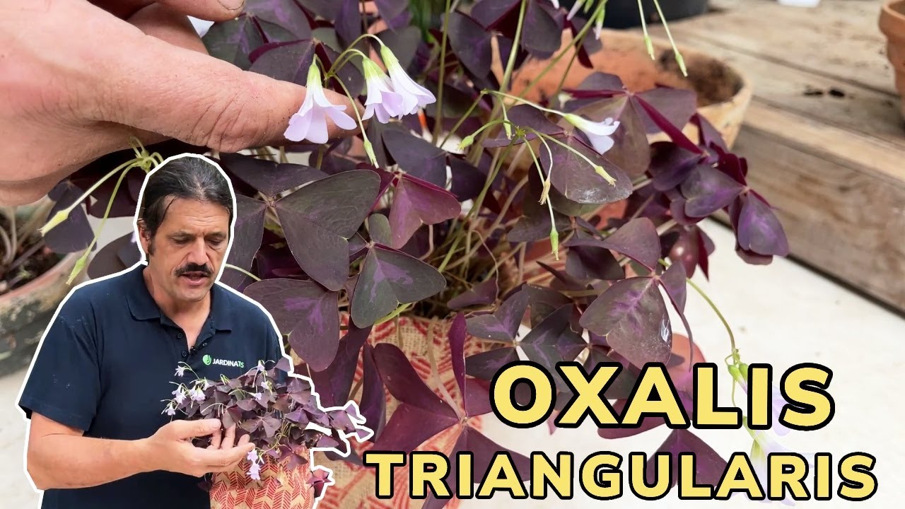 OXALIS TRIANGULARIS​ ​☘️​ Todo sobre este trébol morado 🟣​ Jardinatis