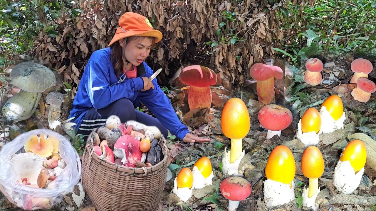 สุดยอดความหมาน!​ เหลือตะกร้า! เห็ดระโงกยาวๆทั้งเหลืองทั้งขาว​ เห็ดผึ้งแดงคราม​ผึ้งดำออกใหม่​ 28มิย67