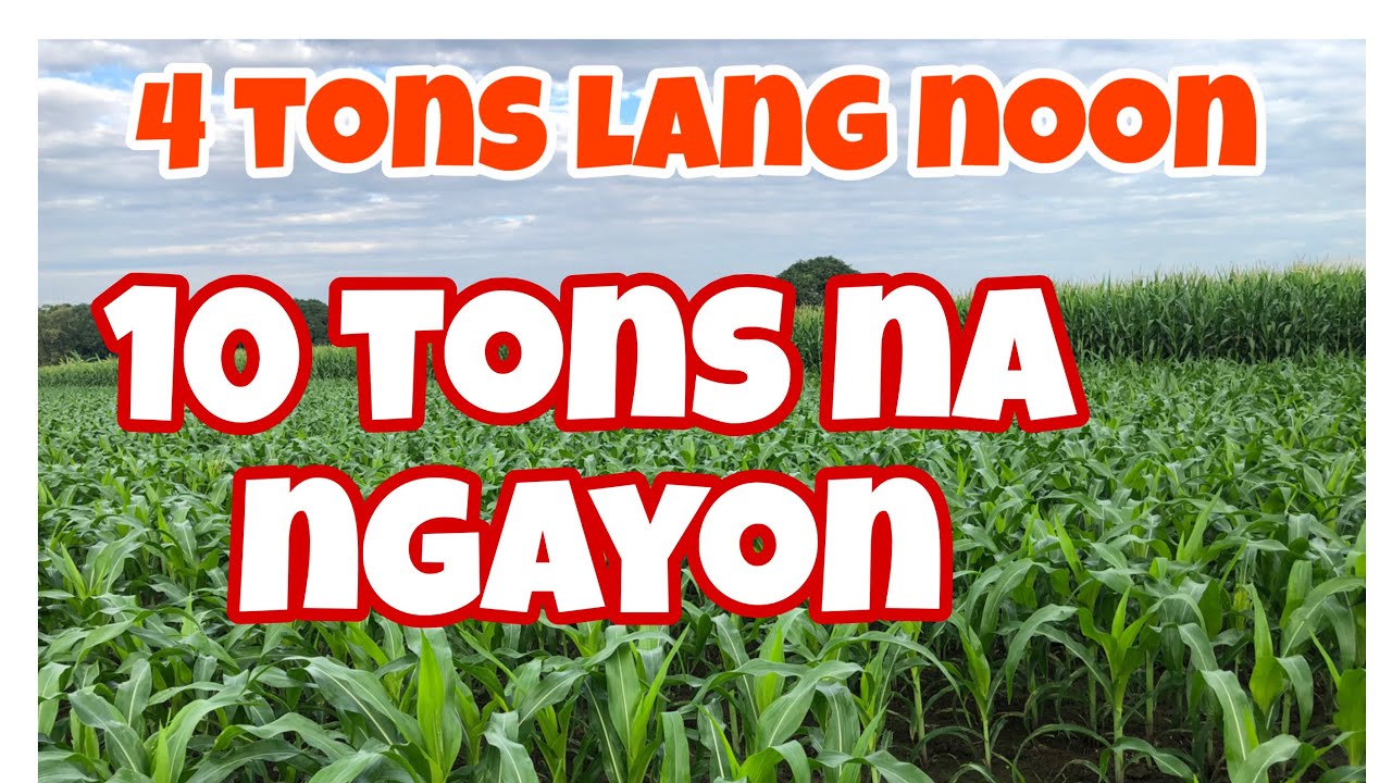 4 Tons Lang Dati, Ngayon 10 Tons na Mais per Hectare, Gayahin Nyo Po Yong Ginagamit Natin