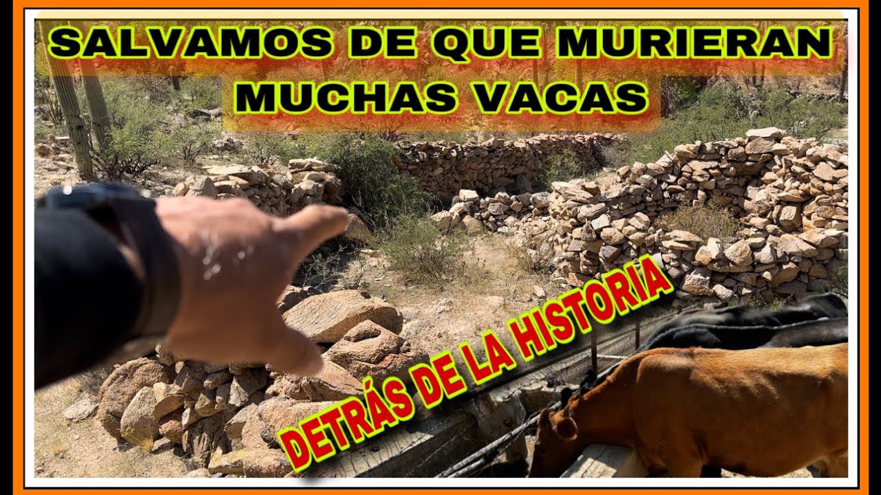 AVENTURA 403 EL DESTINO ESTABA ESCRITO SALVAMOS DE MORIR MUCHAS VACAS EN UN LUGAR DE HISTORIA