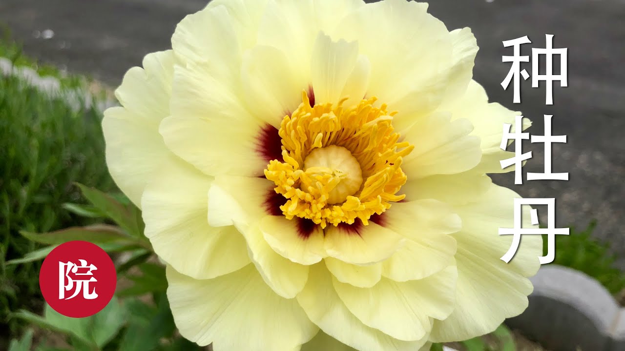 【彬彬有院】花&bull;春季如何种牡丹