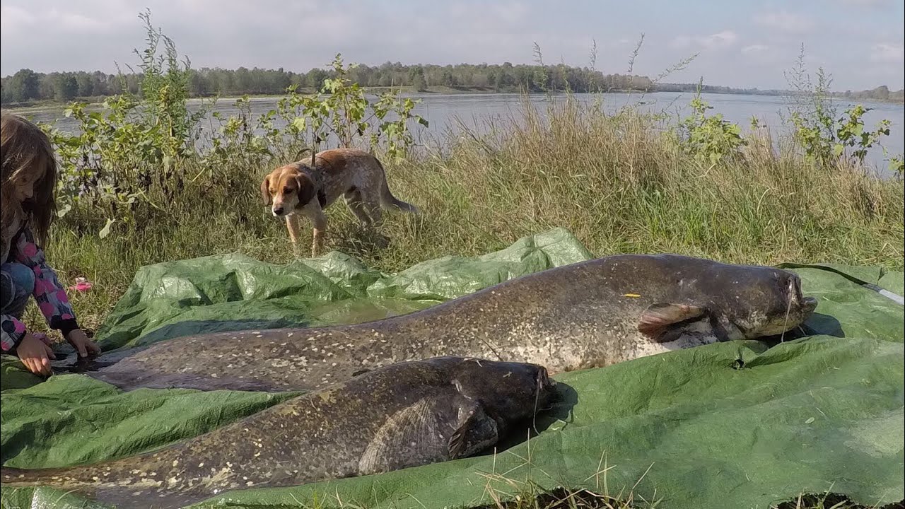 Wallerfischen im Spätsommer