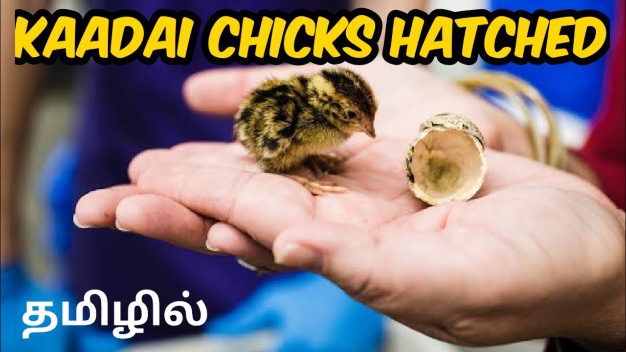 Kaadai chicks hatched in incubator| quail chicks hatched