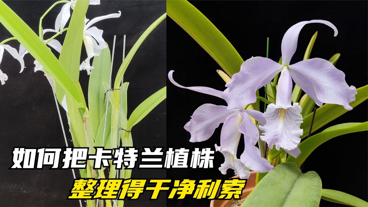 301 嘉德丽亚兰的植株长得有点凌乱，如何整理得干净利索，一看就懂