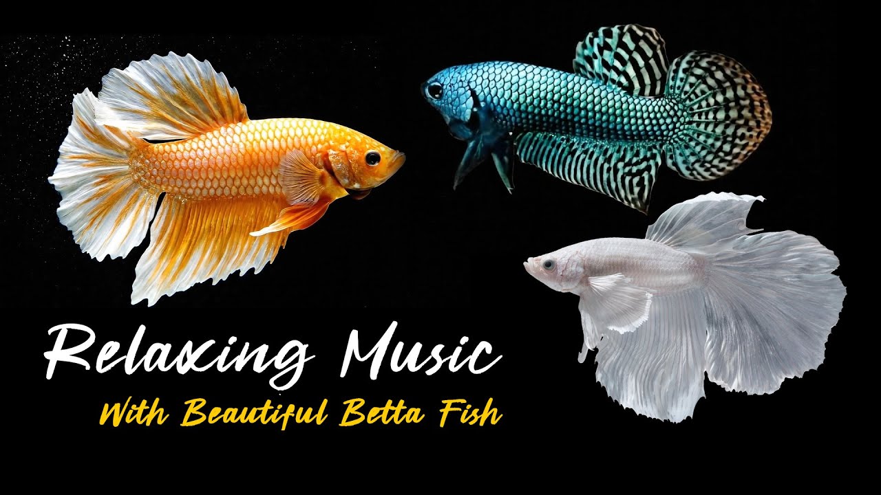 Natural Betta Fish with Relaxing Music