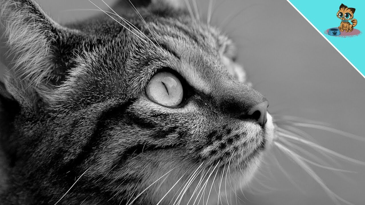 Your Cat Will Die SOON If She Does THIS! (Watch out)