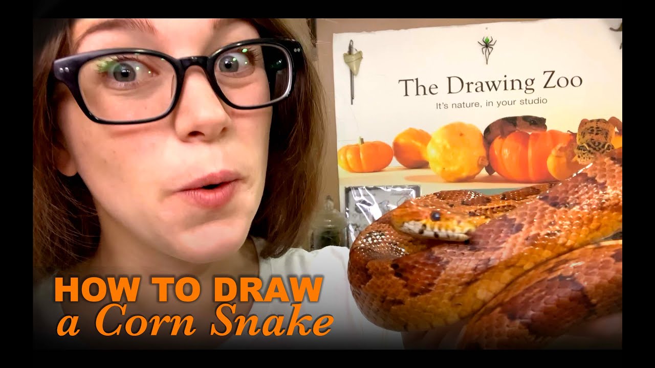 The Drawing Zoo: Patterns with a Corn Snake