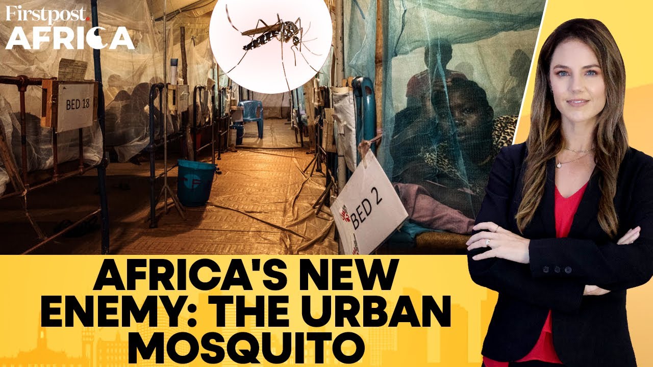 Urban Mosquito Anopheles Stephensi Triggers Malaria Surge in East Africa | Firstpost Africa
