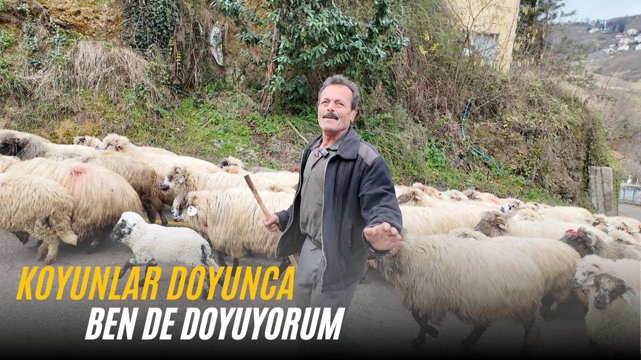 Koyunlar Doyarsa Ben Doyuyorum | Köyde Koyunculuk | Belgesel