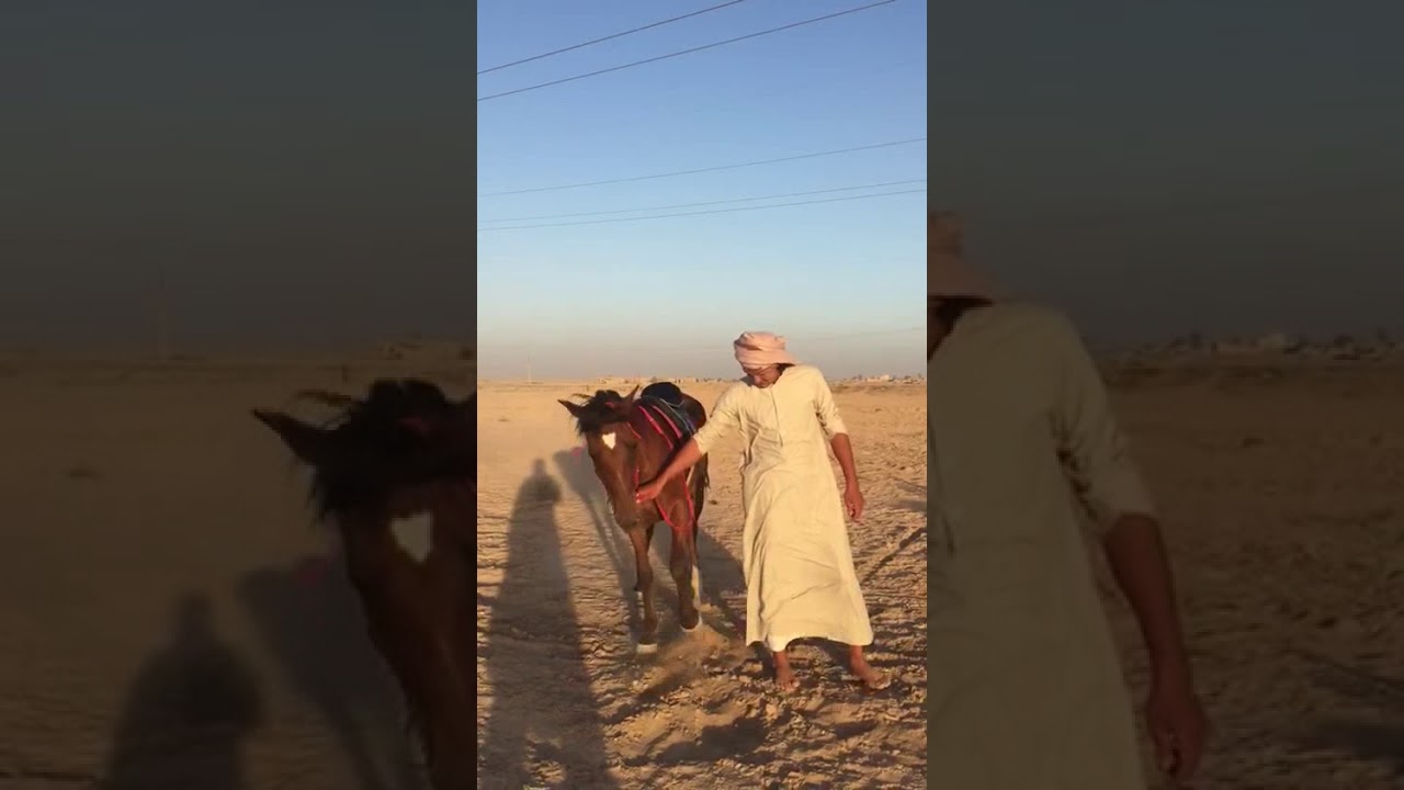 الخيال ابو عبد الملك الشعيطي الفرس من رسن حمداني سمري الب شويمان سباح