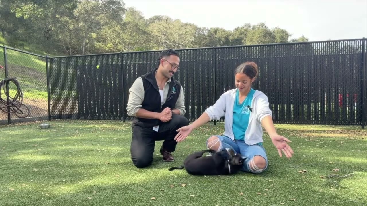 Pet of the Week with Fernando - Lola