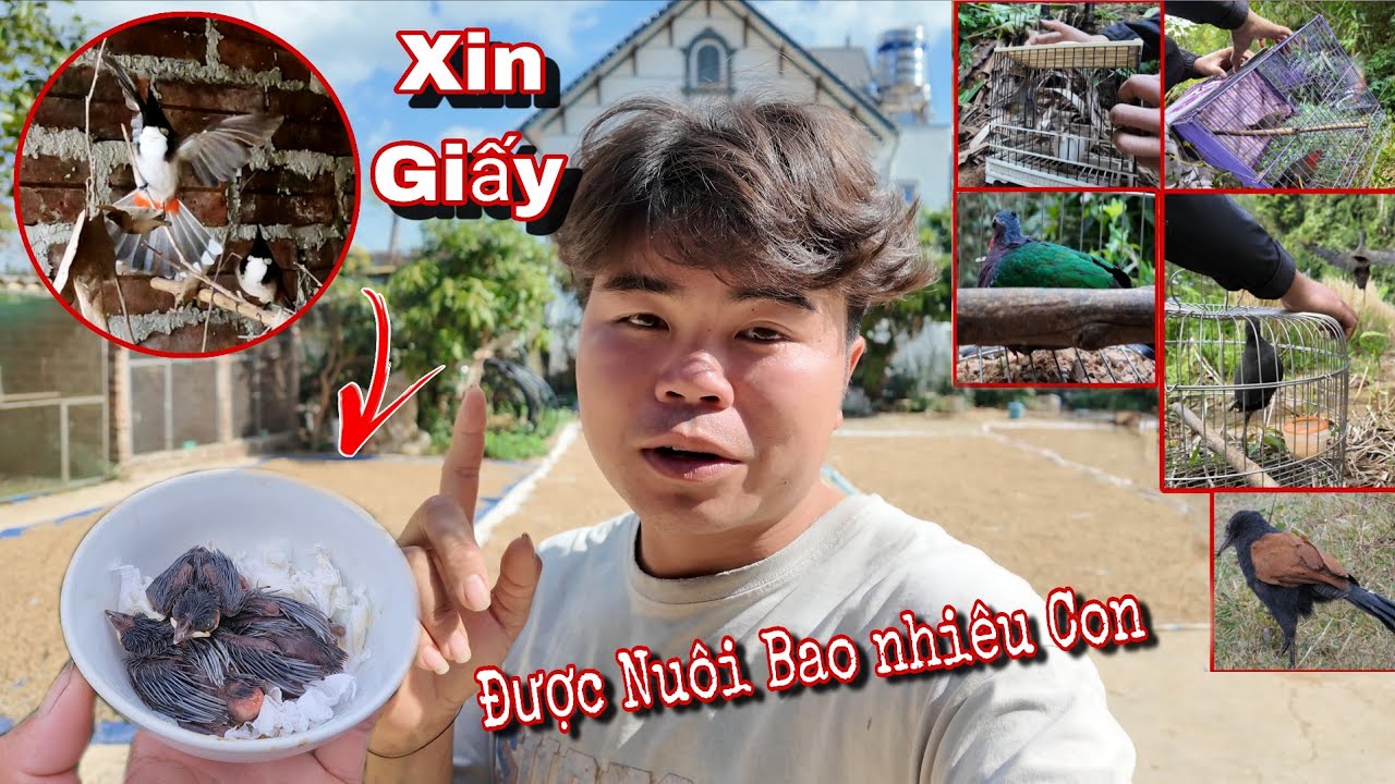 Xin Giấy Nuôi Thêm Cặp Chào Mào Và Lên Thăm Chim Thả | Dân Tộc Tây Bắc Tv