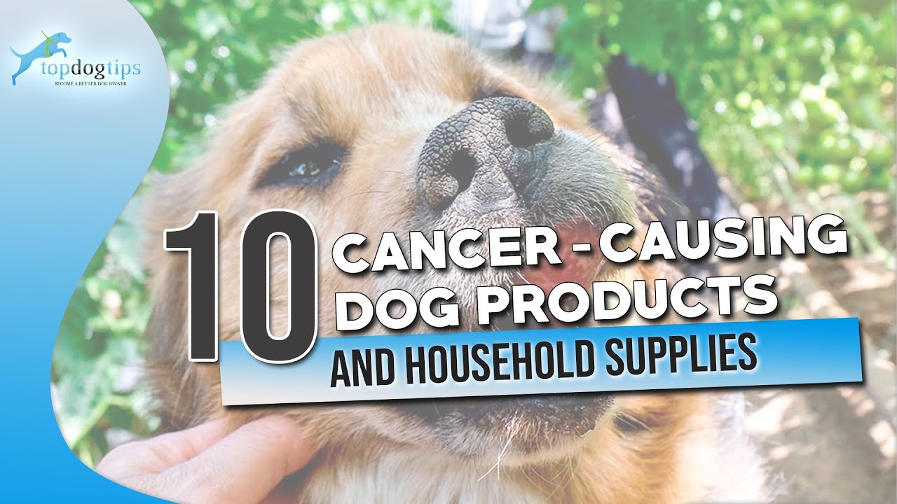 10 Cancer Causing Dog Products and Household Supplies