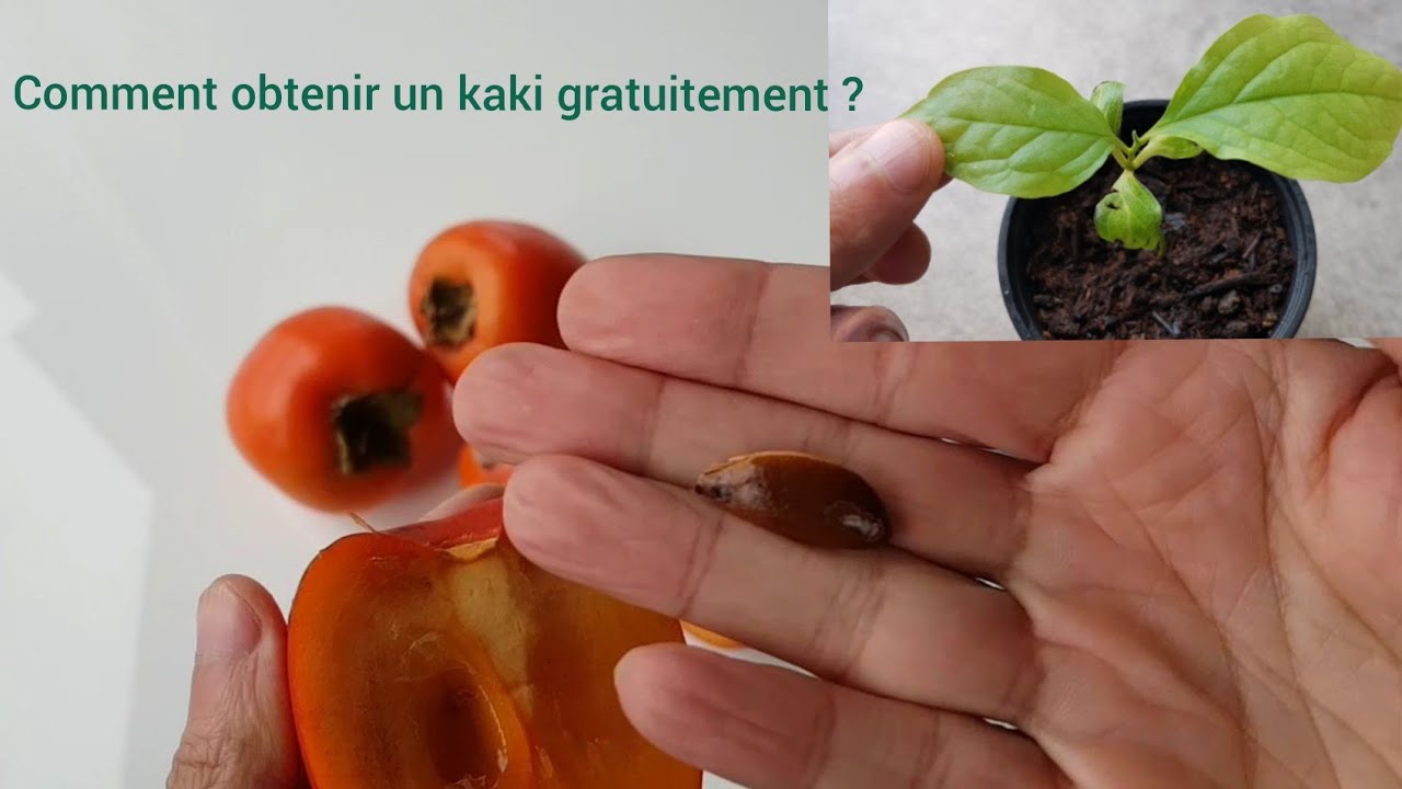 Comment faire pousser le plaqueminier (kaki) à partir d'un noyau ?