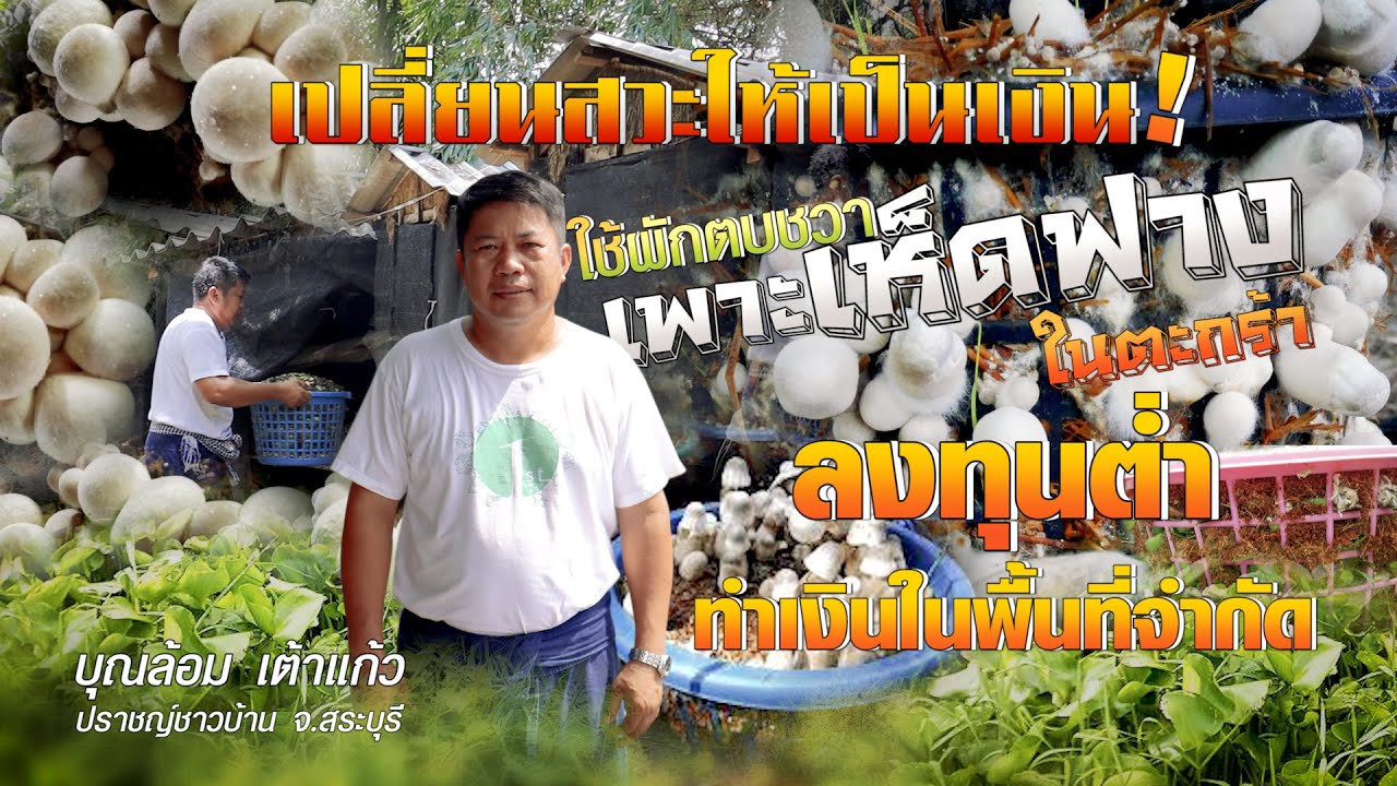 เพาะเห็ดฟางในตะกร้า ลงทุนต่ำทำเงินในพื้นที่จำกัด #เกษตรอารมณ์ดี