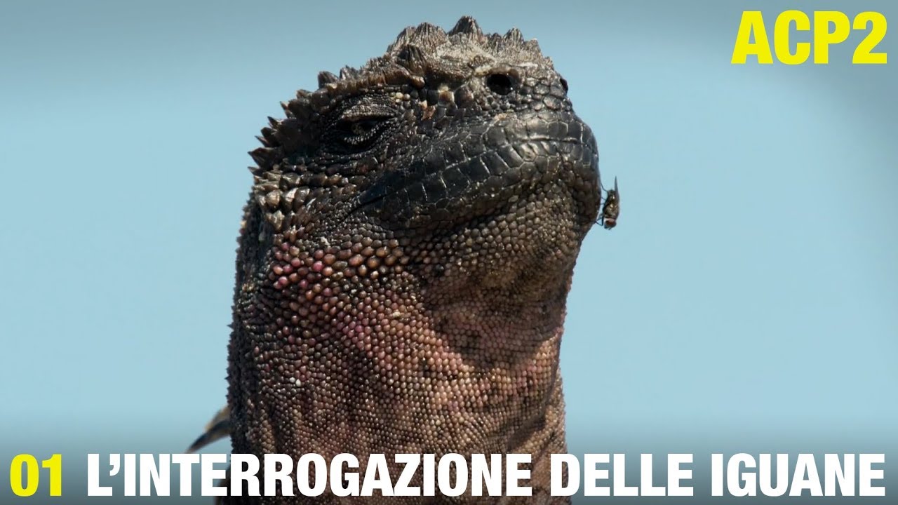 ANIMALI CHE PARLANO 2 – L'interrogazione delle iguane
