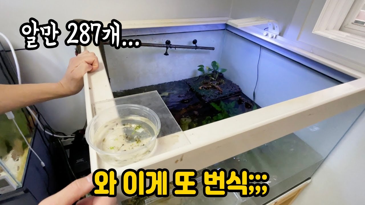 여수에서 희귀종만 번식하고 있는 사람이 있네요ㄷㄷ 이게 또 수백마리;;