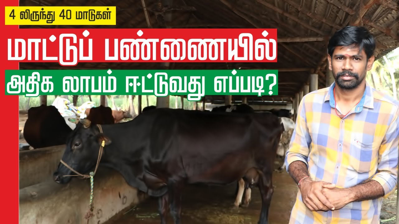 MAADU VALARPU IN TAMIL | மாடு வளர்ப்பில் அதிக லாபம் ஈட்ட முடியுமா? | KAALNADAI VALARPU - MATTUPANNAI