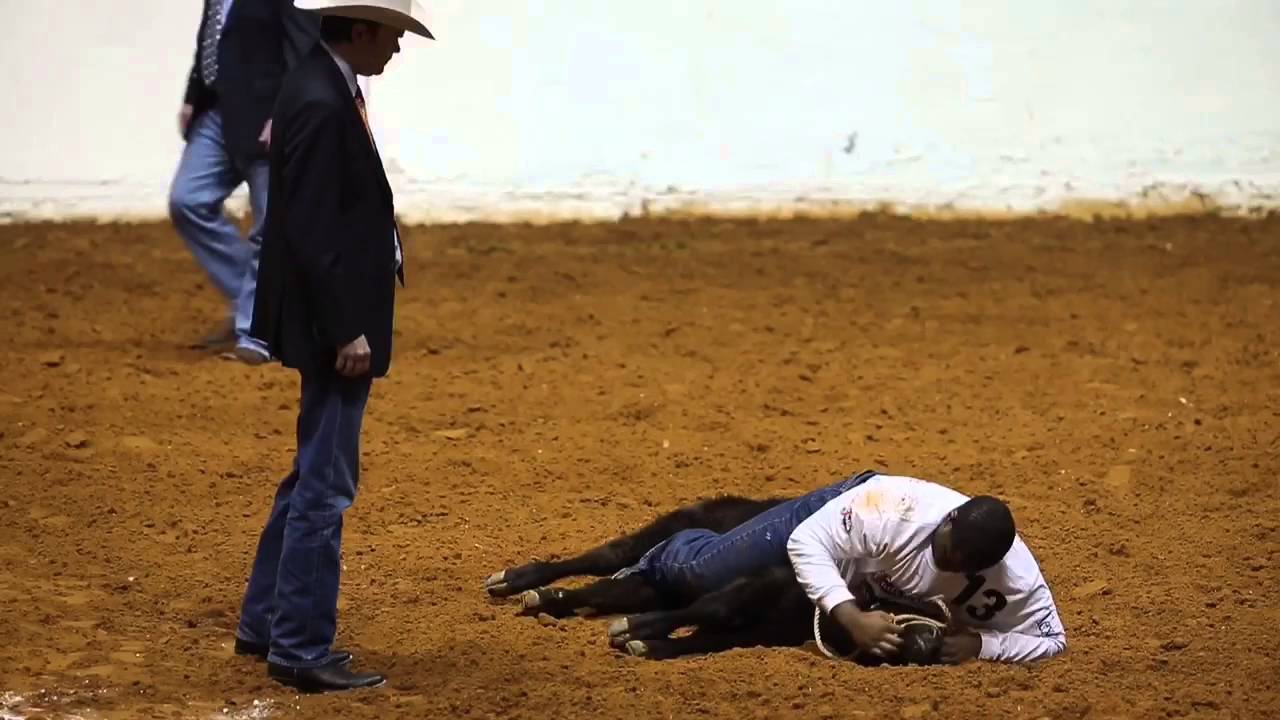 Video: Ultimate Calf Scramble Smackdown