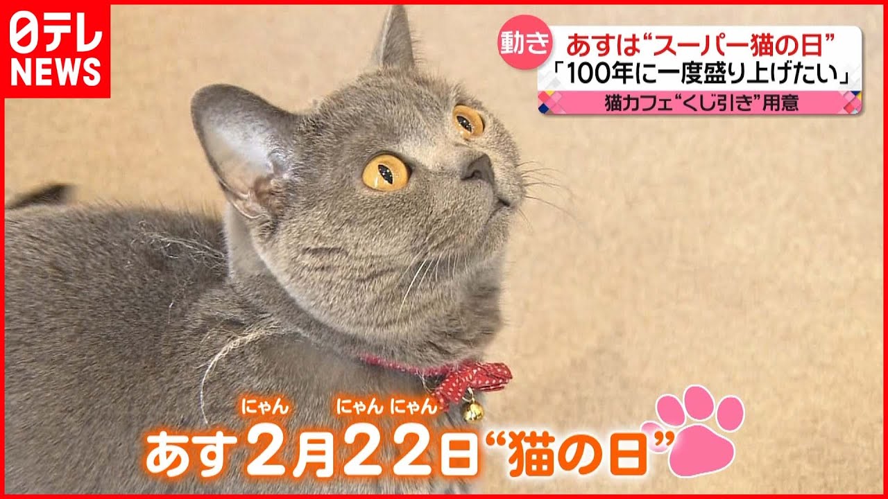 【スーパー猫の日】