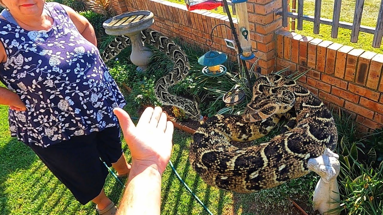 2 Big, Venomous Puff Adders in her Garden!