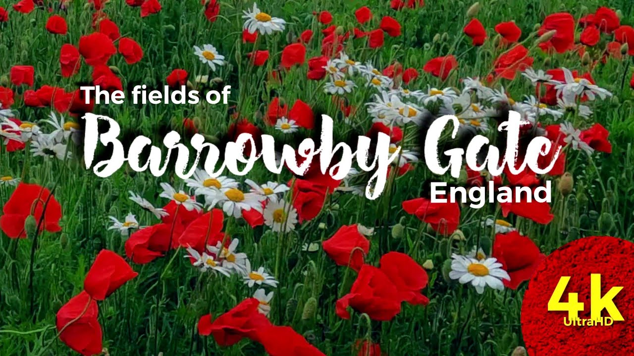 Barrowby Gate fields , poppy crops with dotted daisy clumps. beautiful. June in england true 4k