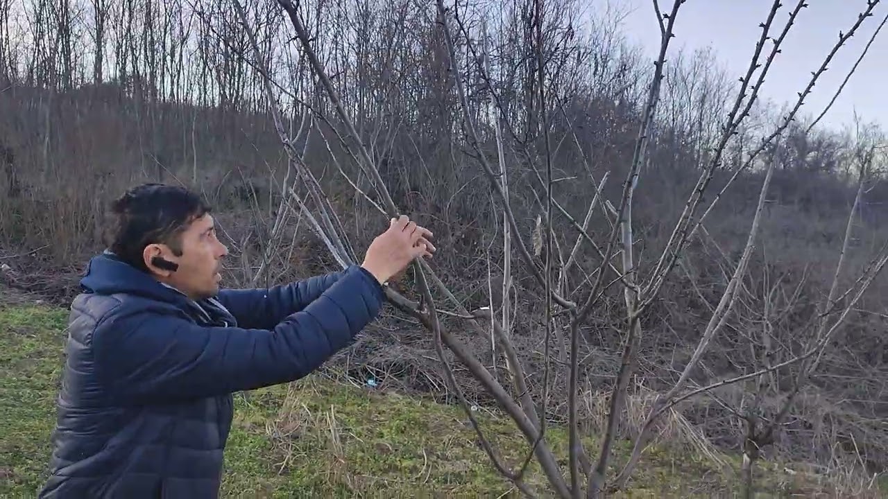 Tăiere prun anul 4 de la altoire. Prima tăiere 😡😡😡